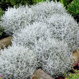 Planta "Sarma Calochephalus", la Ghiveci de 3L, 1 Bucata