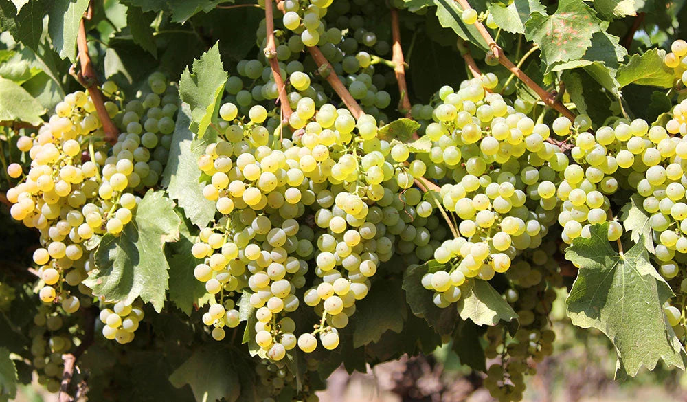 Vița de Vie "Fetească Alba", la Ghiveci