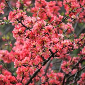 Chaenomeles Japonica ''Pink'' (Gutuiul Japonez), la ghiveci P9
