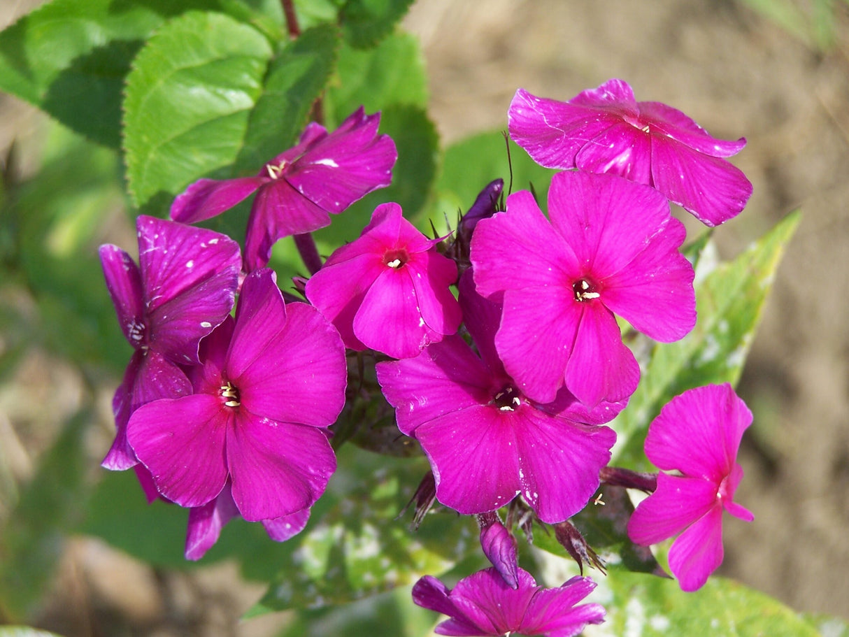 Bulbi de Phlox "Nicky I" (Brumarele), 1 Bucata