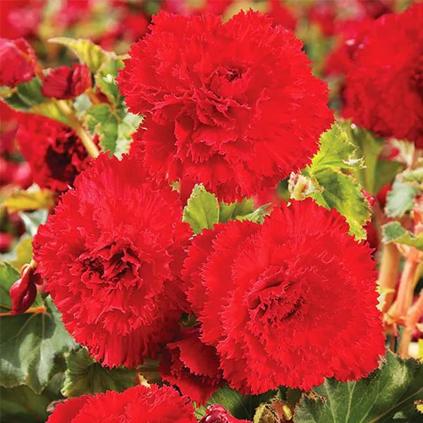 Bulbi Begonie - Fimbriata Dark Red - 2 Bucăți