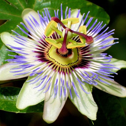 Floarea Pasiunii "Caerulea", la Ghiveci de 3L, 1 Bucata