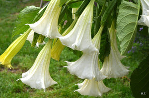 Trompeta Ingerilor "Brugmansia, Alb, la Ghiveci de 3L, 1 Bucata