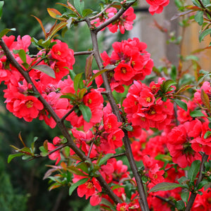 Chaenomeles Japonica ''Sargentii'' (Gutuiul Japonez), la ghiveci P9