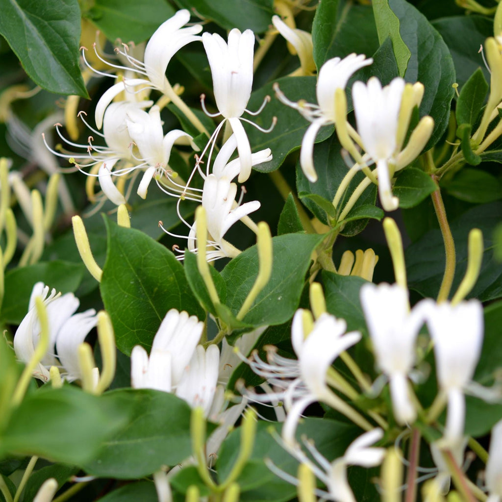Lonicera Caprifolium (Mana Maicii Domnului)