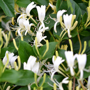 Lonicera Caprifolium (Mana Maicii Domnului), la ghiveci P9