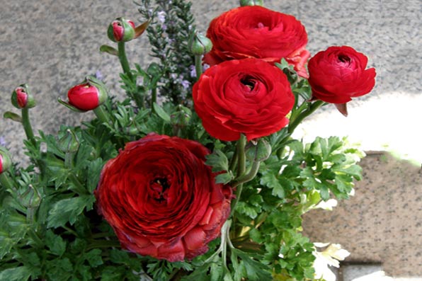 Bulbi de Ranunculus - Rosii - 5 buc