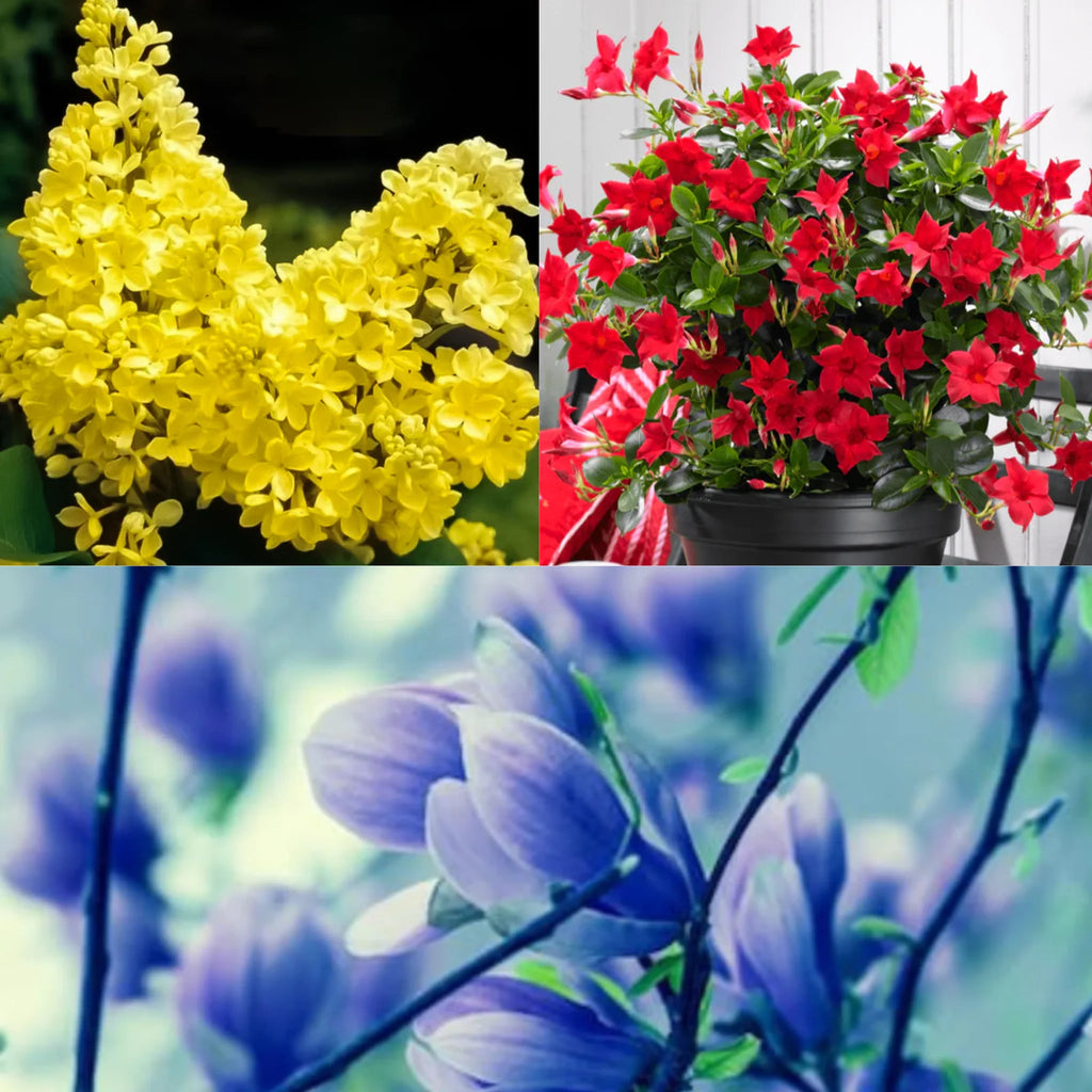 flori ornamentale