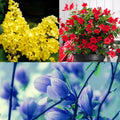 flori ornamentale