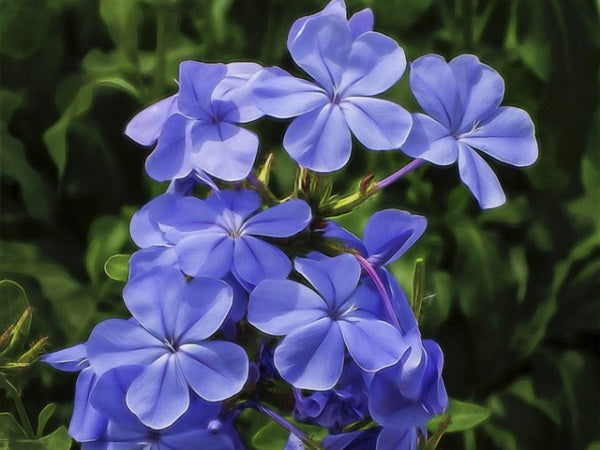 Bulbi Phlox - Paniculata - Albastru - 2 Bucăți