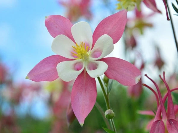 Bulbi de Căldărușe Aquilegia "Spring Magic Rose Ivory", 1 Bucată, la ghiveci