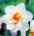 Bulbi Narcise Flower Drift 2 buc