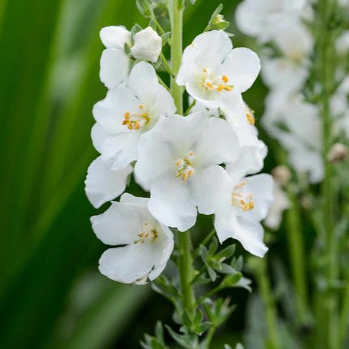 Verbascum Phoeniceum ''Flush of White'' (Lumanarica)
