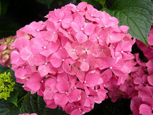 Hortensia Macrophylla, Roz, la Ghiveci de 3L, 1 Bucata