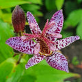Tricyrtis Formosa (Orhideea de gradina),  2 bucăți