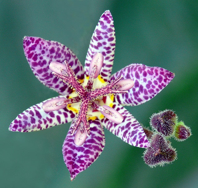 Tricyrtis Formosa (Orhideea de gradina),  2 bucăți