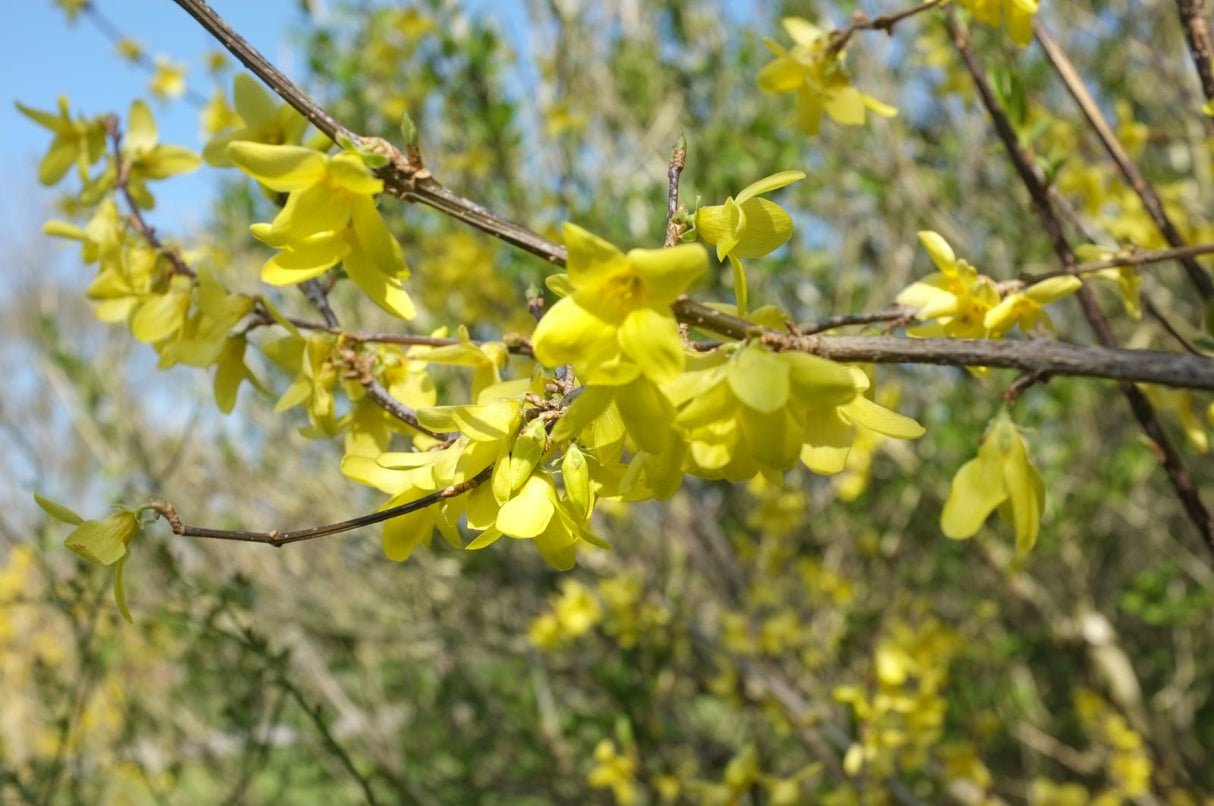 Forsythia Suspensa "Nymans",1 Bucata