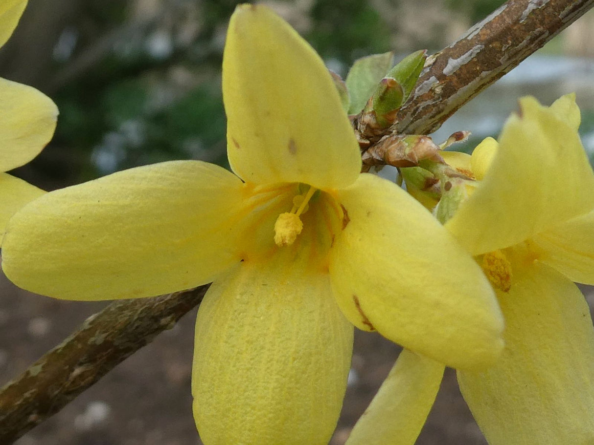 Forsythia Suspensa "Nymans",1 Bucata