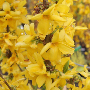 Forsythia "Goldrausch", la Ghiveci de 3L, 1 Bucata