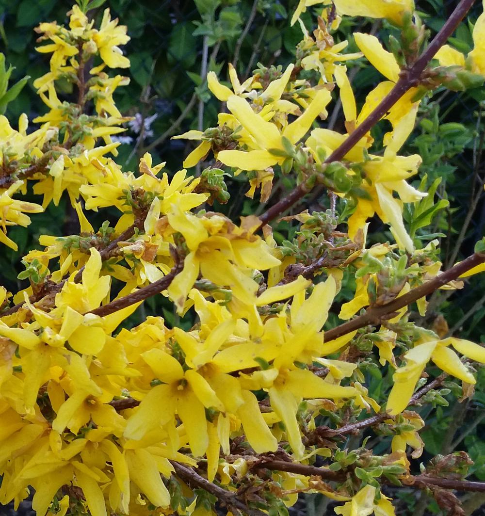 Forsythia "Lynwood Variety", 1 Bucata