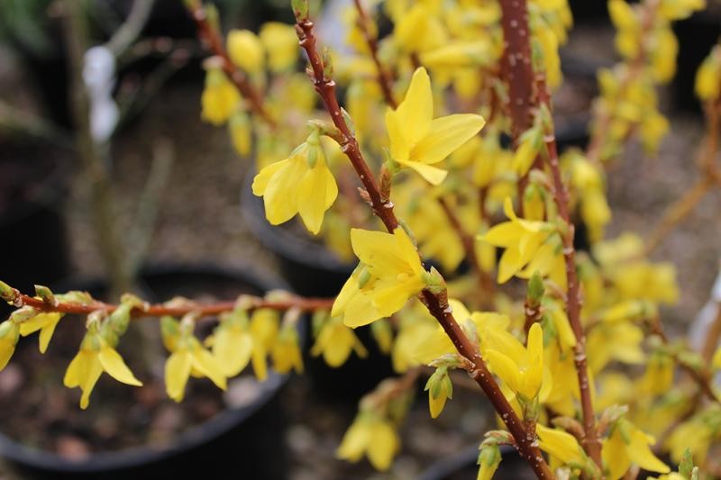 Forsythia "Fiesta", 1 Bucata