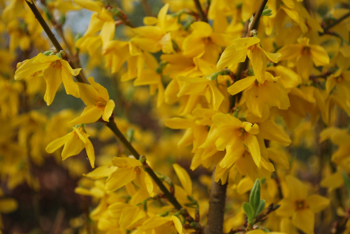 Forsythia "Lynwood Variety", 1 Bucata