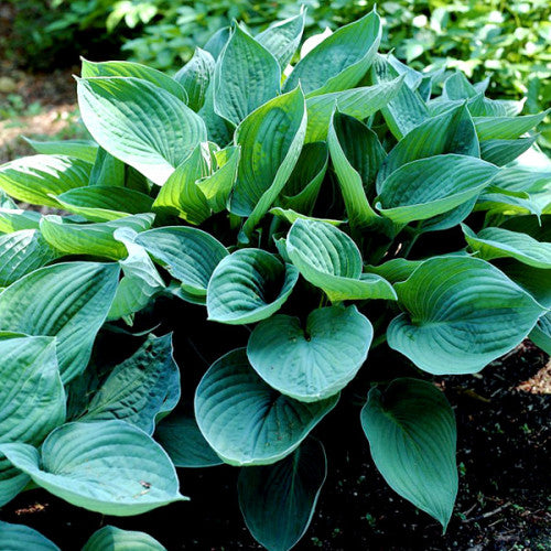 Bulbi de Hosta "Hyacinthina Fortunei", 1 Bucata