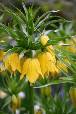 Bulbi de Fritillaria "Lutea", 1 Bucata