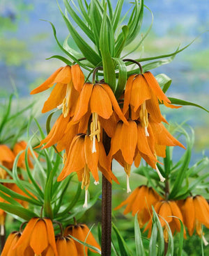 Bulbi de Fritillaria "Prolifera Imperialis", 1 Bucata