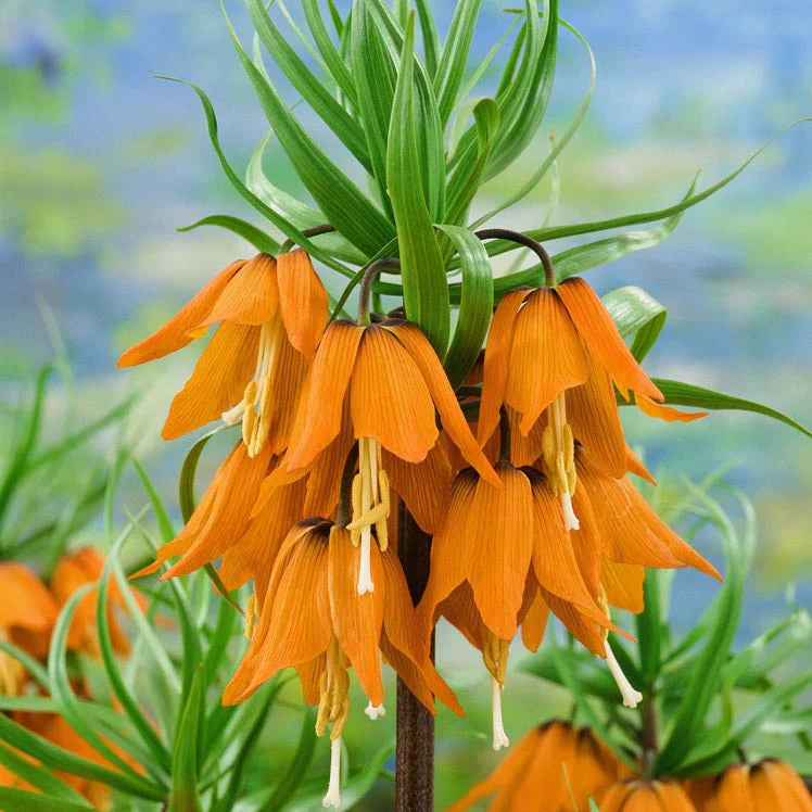 Bulbi de Fritillaria  Prolifera Imperialis