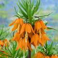Bulbi de Fritillaria  Prolifera Imperialis