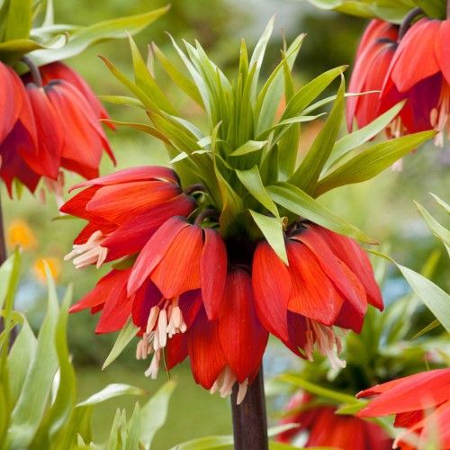 Bulbi de Fritillaria "Rubra", 1 Bucata