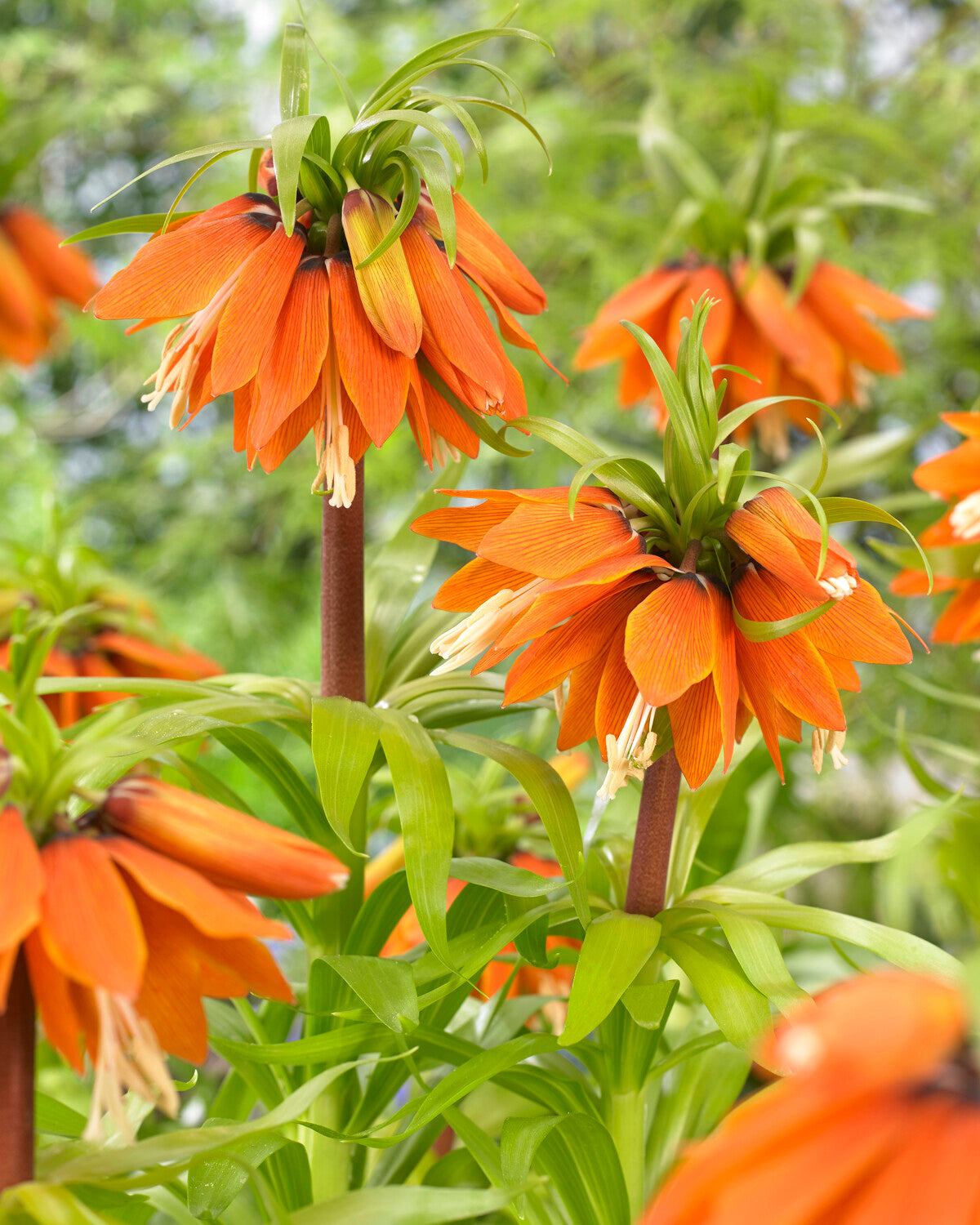 Bulbi de Fritillaria "Orange Beauty", 1 Bucata