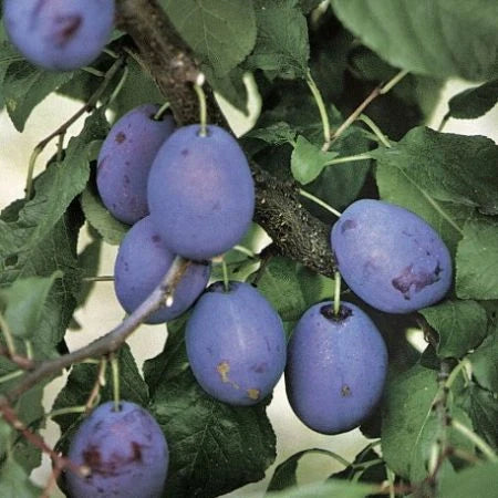 Prun - Tuleu Gras - Anul 3