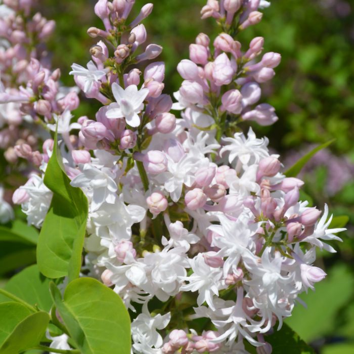 Liliac Syringa Vulgaris "Beauty of Moscow" 1 Bucata