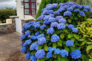 Hortensia "Hydrangea Macrophylla Blue", la Ghiveci de 10L, 60-80 cm, 1 Bucata