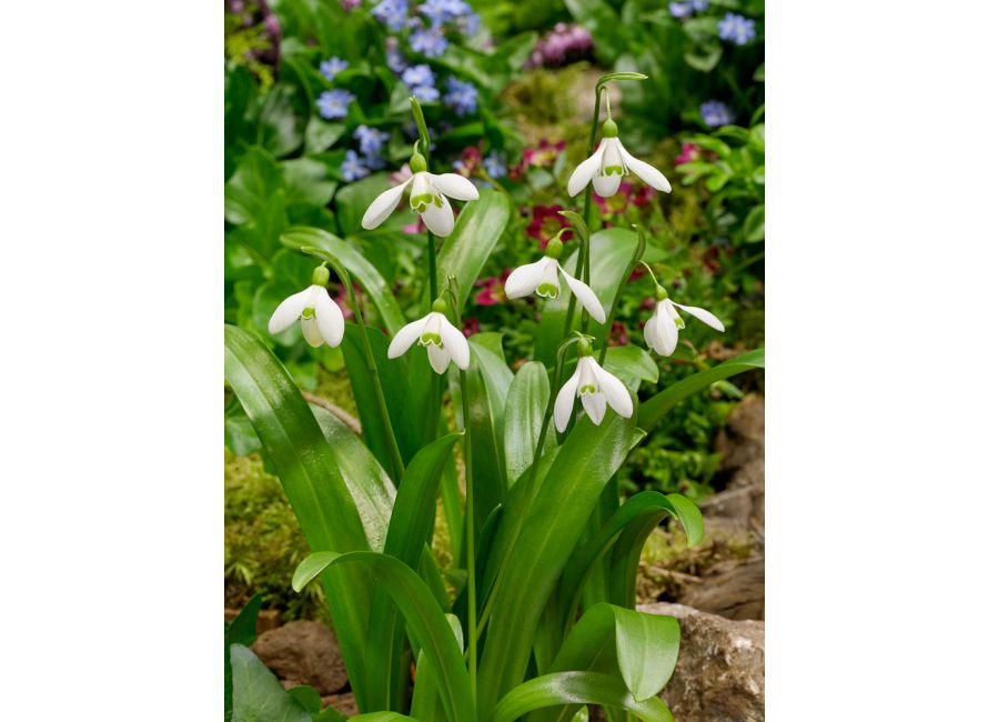 Bulbi de Ghiocei Galanthus "Woronowii", 5 Bucati