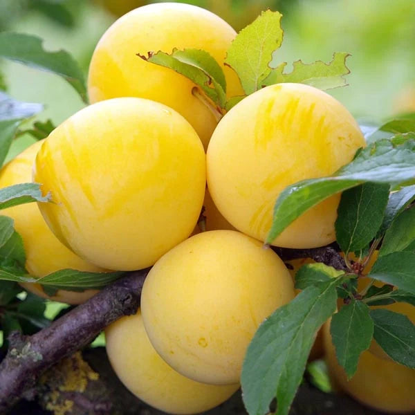 Prun - Record - Galben - Anul 3