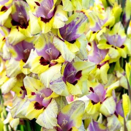 Bulbi Gladiole - Oracle - 5 buc