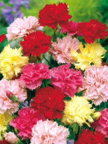 Seminte de Garofita de Gradina Melanj, 0.3 gr