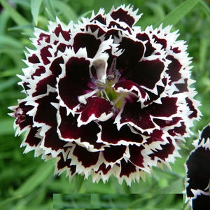 Seminte de Garofite Chinezesti Negre