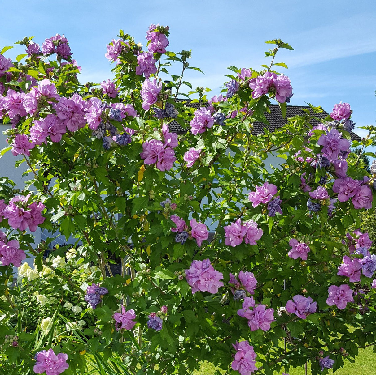 Hibiscus "Ardens", la Ghiveci de 3L, 1 Bucata