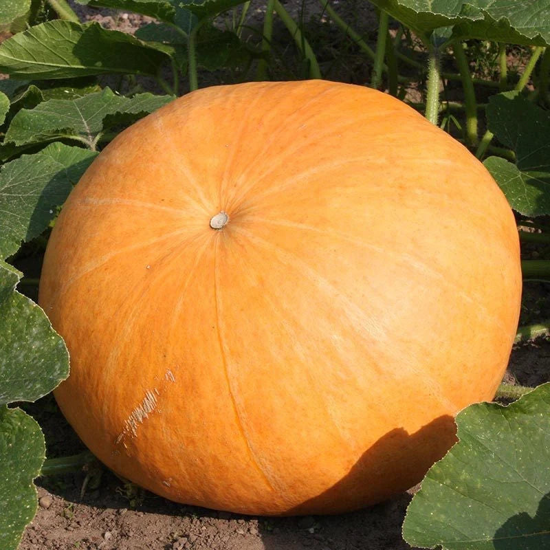 Semințe de Dovleac Furajer "Gele Reuzen" , 2 gr