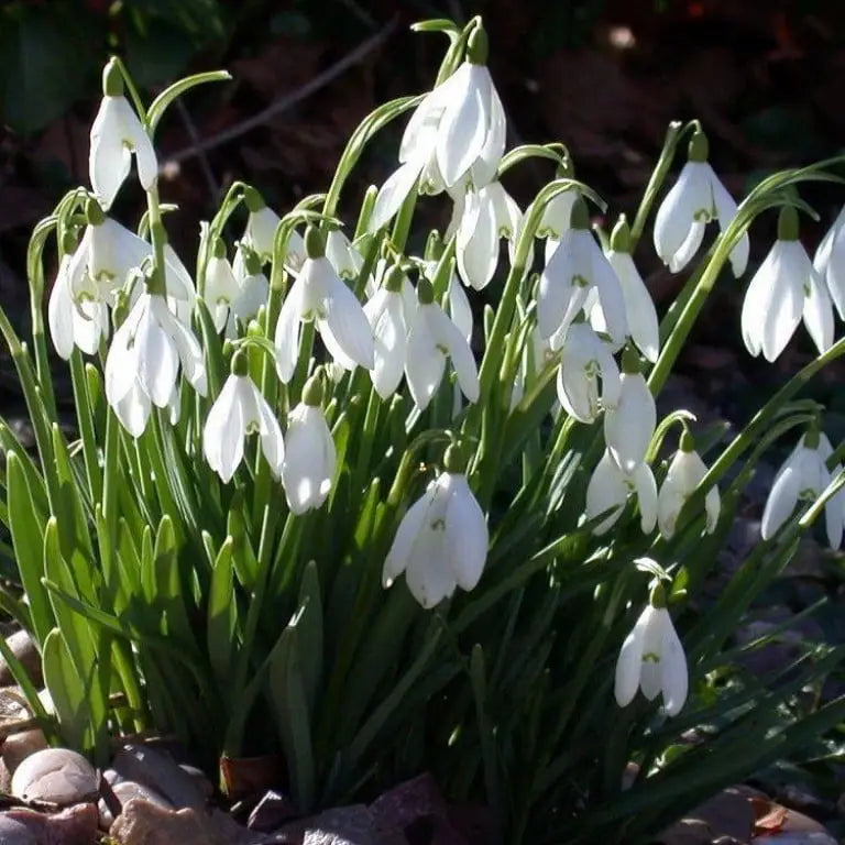 Bulbi de Ghiocei Galanthus "Woronowii", 5 Bucati