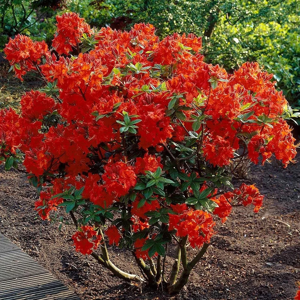 Azalea ''Gibraltar'', la ghiveci
