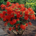 Azalea ''Gibraltar'', la ghiveci
