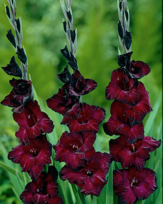 Bulbi de Gladiole "Black Sea", 7 Bucati