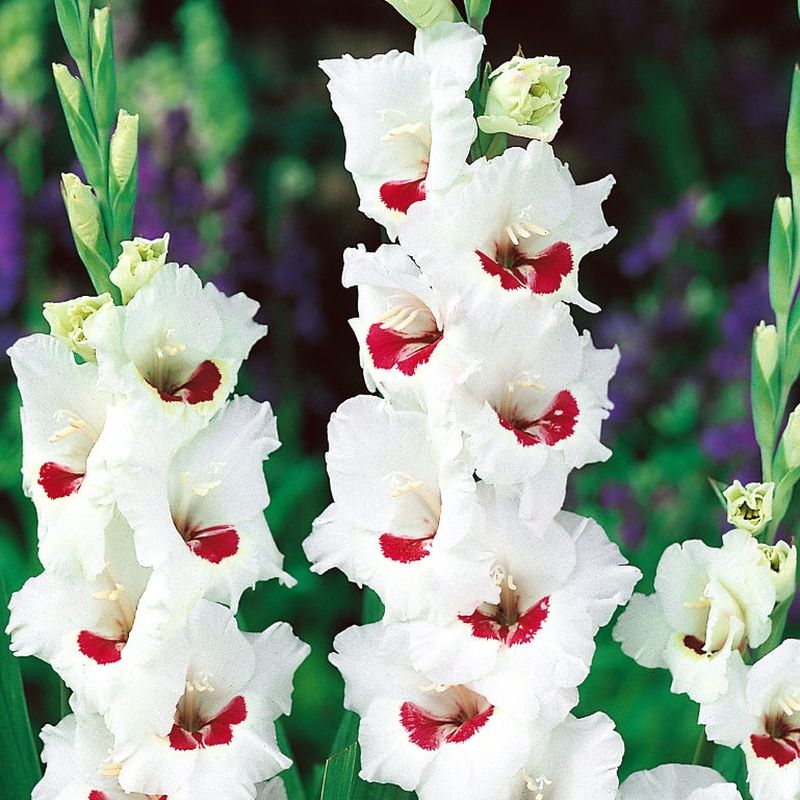 Bulbi Gladiole - Fiorentina - 5 buc