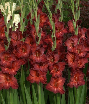 Bulbi de Gladiole "Chocolate", 7 Bucati