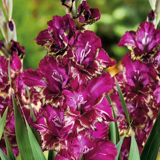 Bulbi Gladiole - Color Club - 5 buc